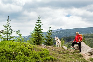 Dog Hiking Adventure