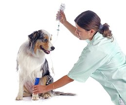 Special Needs Pet Care