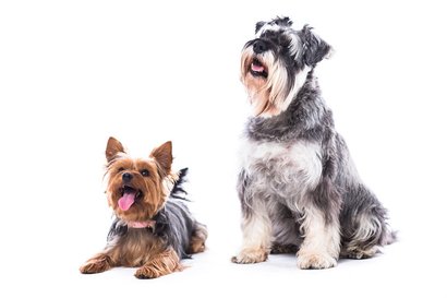 Pet Sitting and Dog Walking Services